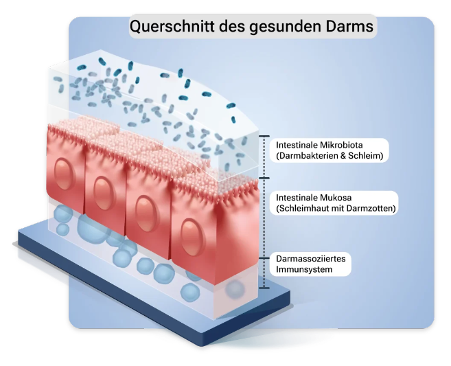 Querschnitt des gesunden Darms